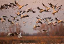 Snow Geese take flight